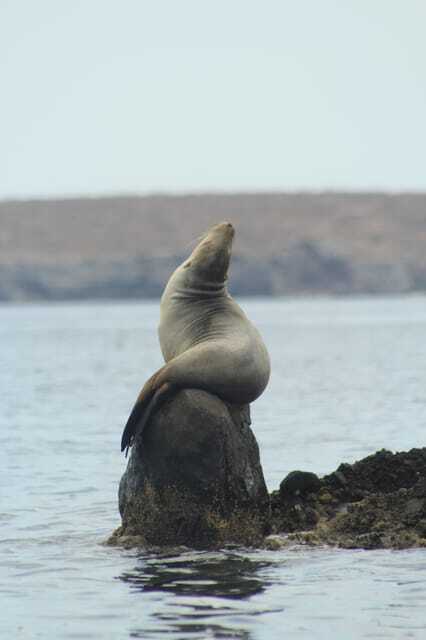 Sea lion on a rock in the Gulf of California near La Paz