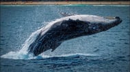 Gray whale in La Paz