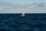 Gray whale in La Paz