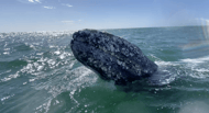 Gray whale in La Paz