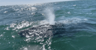 Gray whale in La Paz