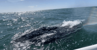 Gray whale in La Paz