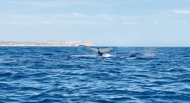 Gray whale in La Paz