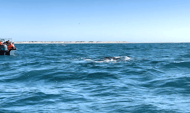 Gray whale in La Paz