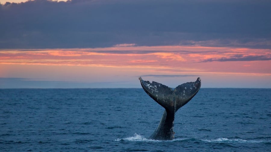 Gray whale tail at sunset in Baja California Sur