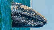 Gray whale in La Paz