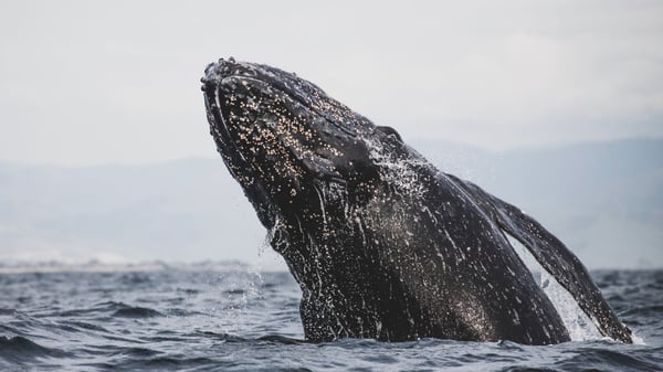 Whale breaching off La Ventana, Gulf of California