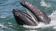 Gray whale in La Paz