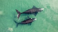 Gray whale in La Paz