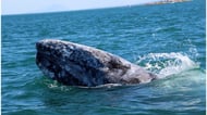 Gray whale in La Paz