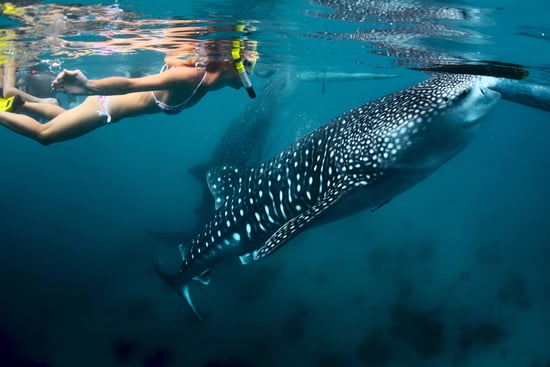 Whale Shark Snorkeling