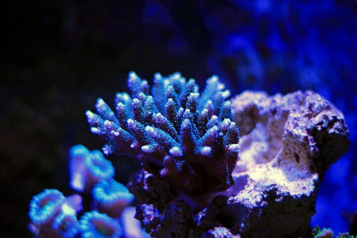 a1