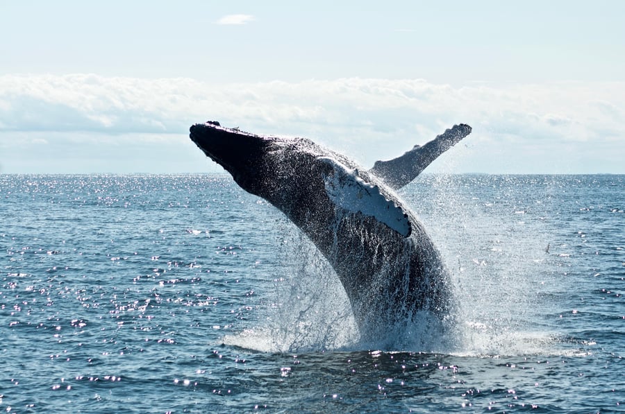 Whale breaching in the Gulf of California off La Paz