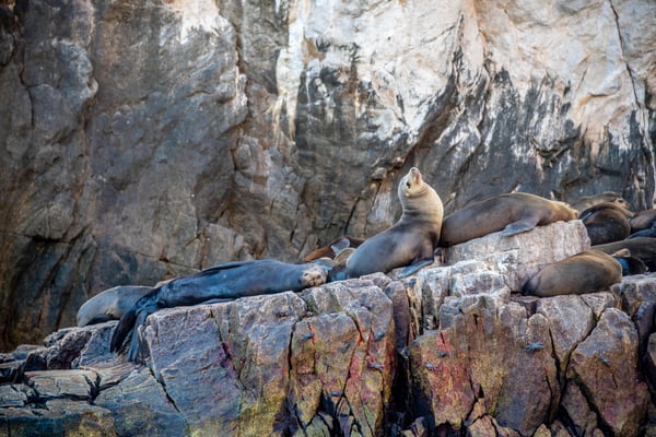 Sea lions at San Rafaelito near Isla Espíritu Santo