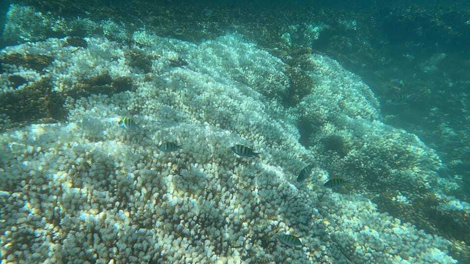 Coral reef seen while snorkeling at Espíritu Santo
