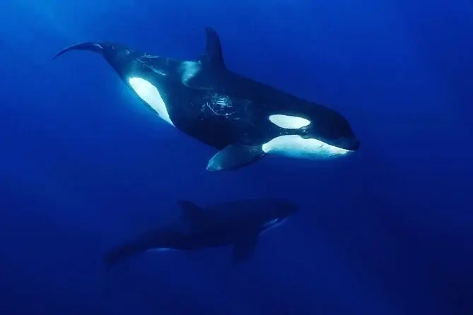 2_ocean-safari-in-la-ventana-mobula-rays-dolphins-orcas-whales