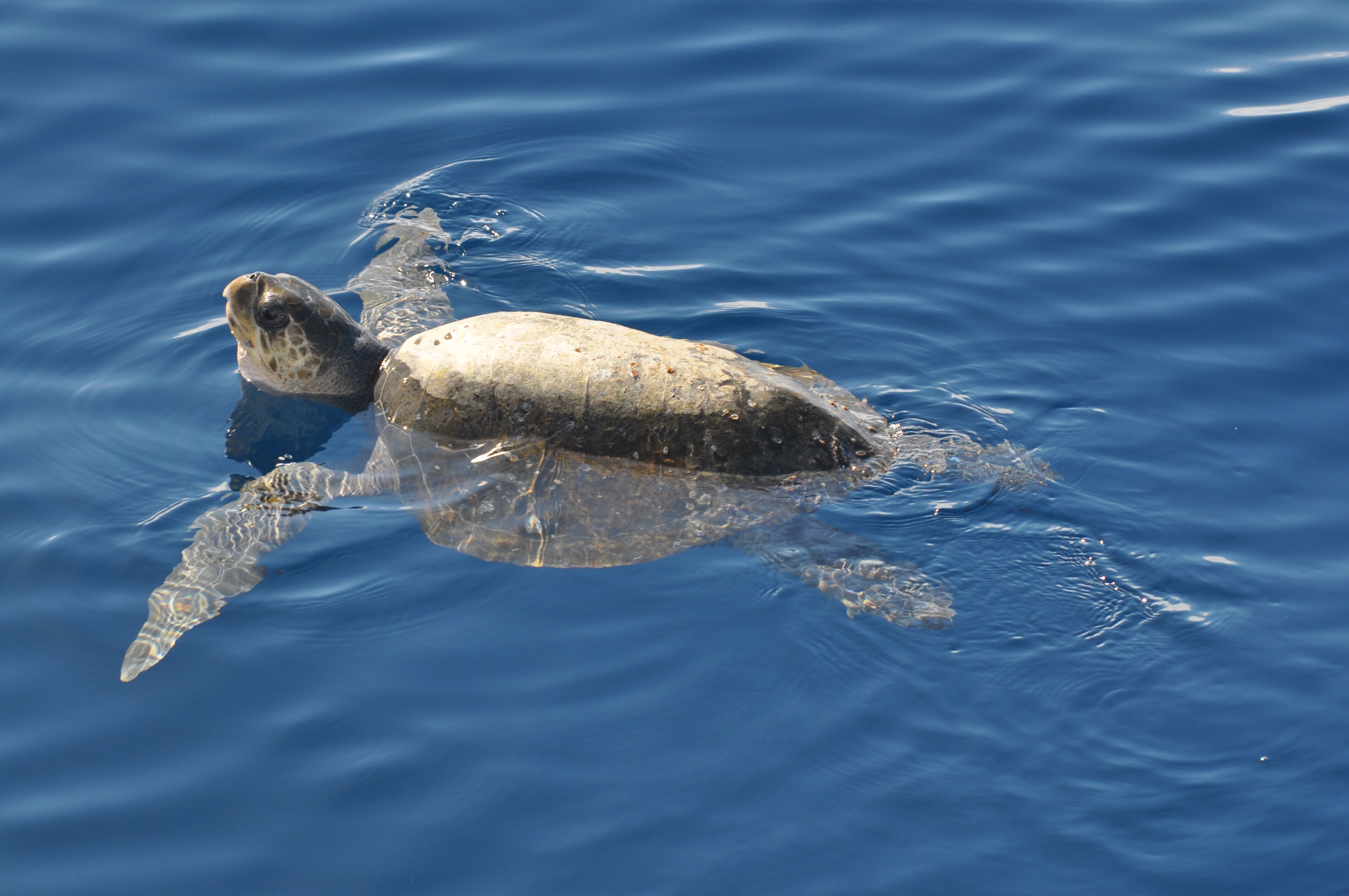 Sea turtle swimming at the surface near Espíritu Santo Island