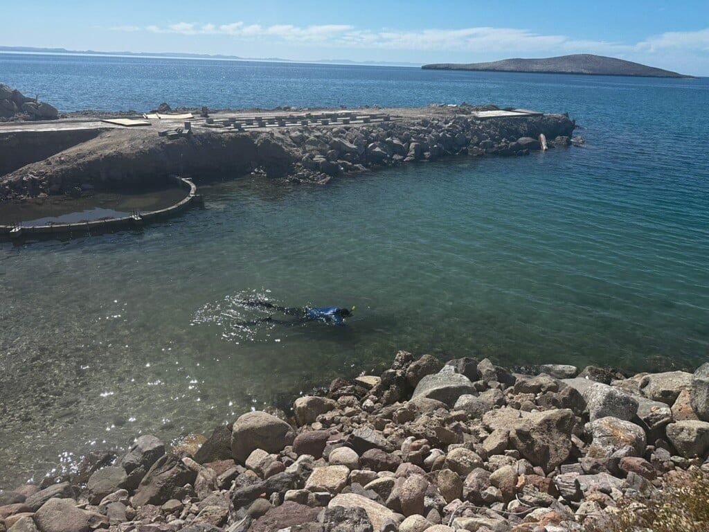 Persona haciendo snorkel en la cala del vivero de corales en Pichilingue
