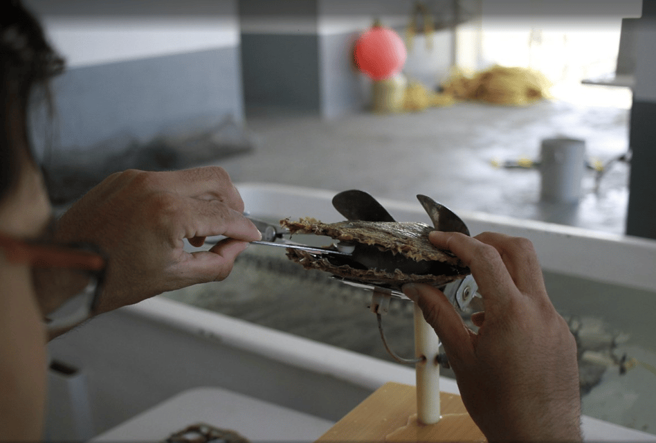 Técnico trabajando con una ostra perlera en el laboratorio de la granja
