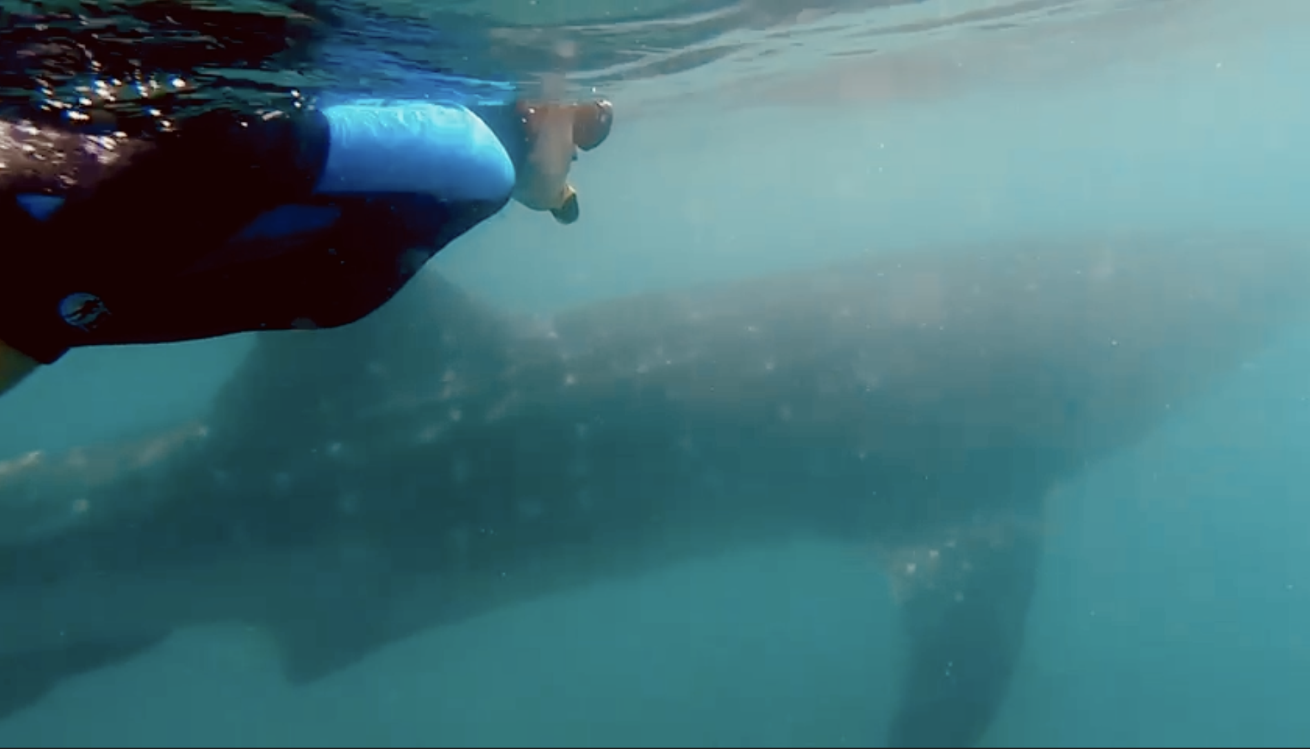 Nado con tiburón ballena en La Paz