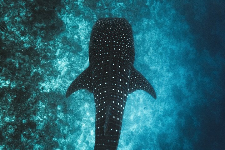 Whale shark seen from above