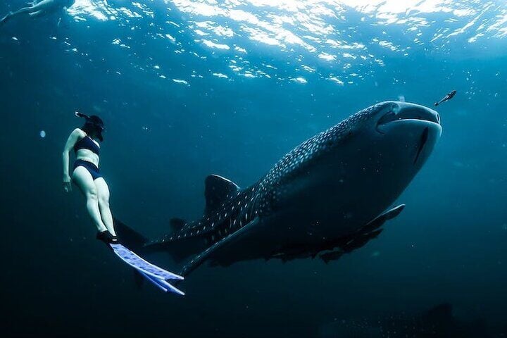 Freediver swimming next to a whale shark