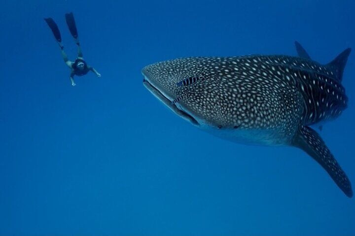 Whale shark swimming in blue water with a snorkeler behind