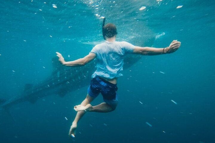 Snorkeler swimming above a whale shark