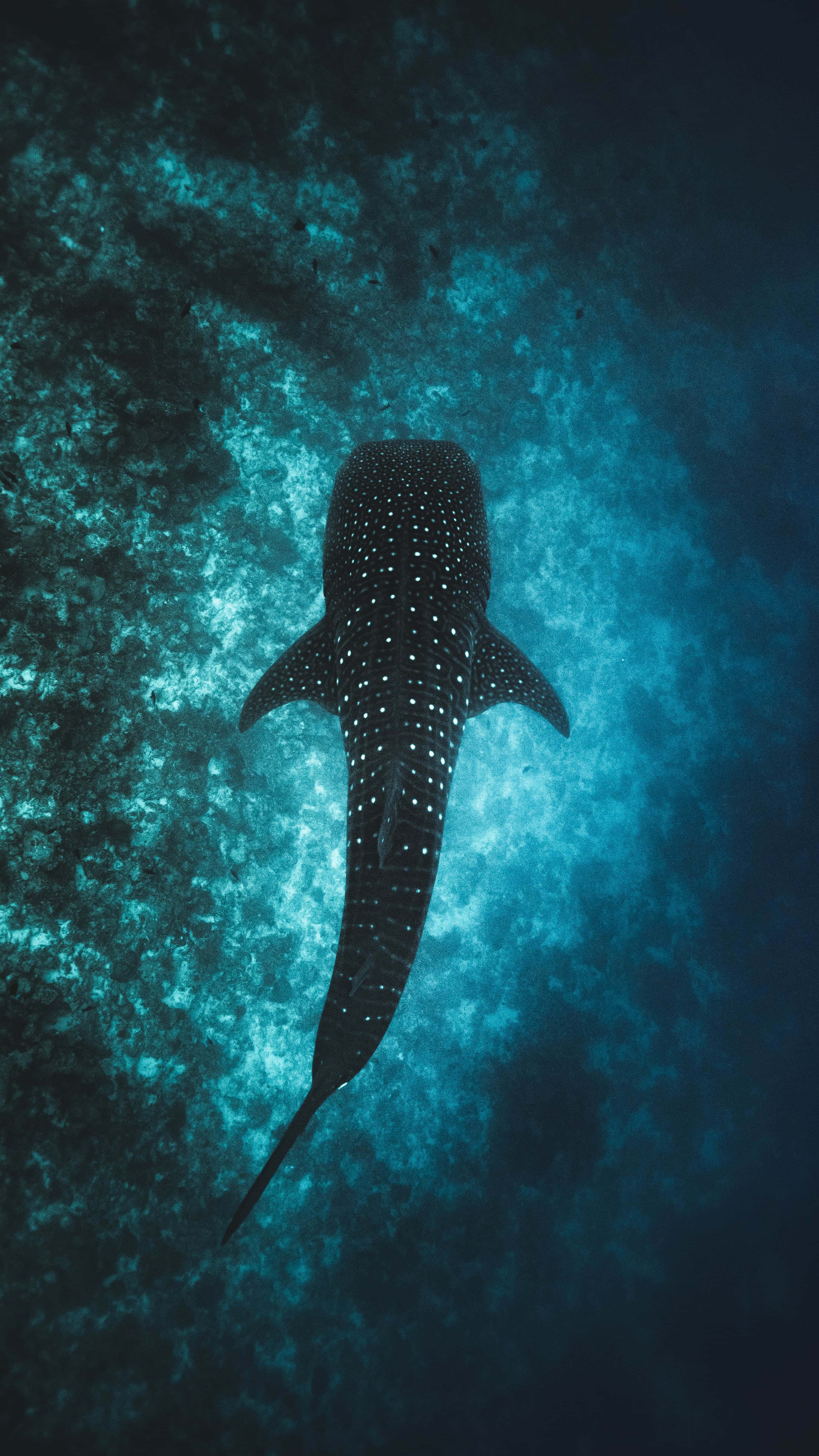 Whale Shark Snorkeling